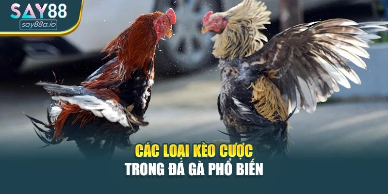 Các kiểu kèo cược đá gà phổ biến