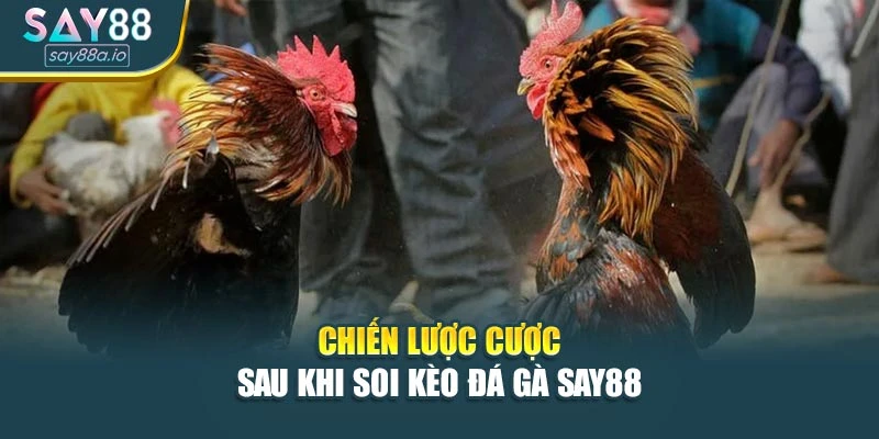 Chiến lược cược sau khi soi kèo đá gà SAY8