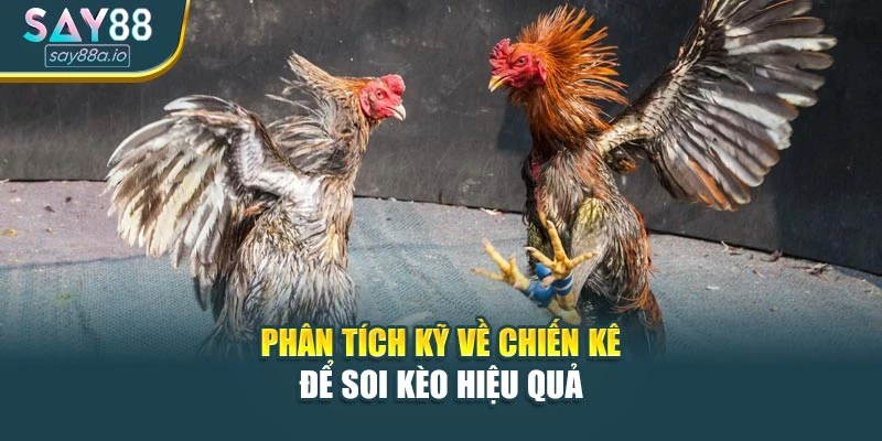 Phân tích kỹ về chiến kê để soi kèo hiệu quả