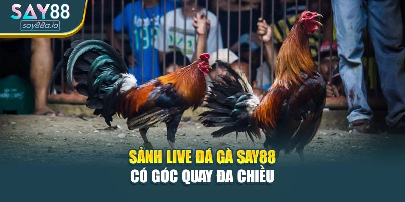 Sảnh Live đá gà SAY88 có góc quay đa chiều